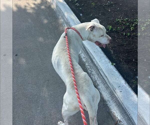 Medium Photo #3 Mutt Puppy For Sale in Rowlett, TX, USA