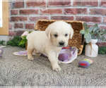 Small #3 Golden Retriever