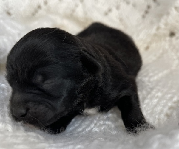 Medium Photo #14 ShihPoo Puppy For Sale in CLARE, MI, USA