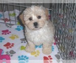 Small Photo #6 ShihPoo Puppy For Sale in ORO VALLEY, AZ, USA