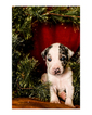 Small Photo #31 Australian Cattle Dog-Catahoula Leopard Dog Mix Puppy For Sale in WELLMAN, IA, USA