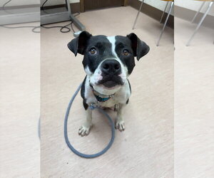 Mutt Dogs for adoption in Rustburg, VA, USA