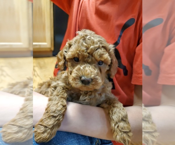 Medium Photo #1 Goldendoodle (Miniature) Puppy For Sale in OLATHE, CO, USA