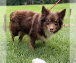 Small #3 Papillon