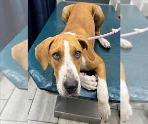 Labralas Dogs for adoption in Mobile, AL, USA
