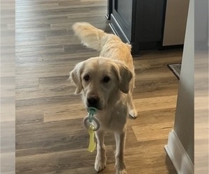 Mother of the English Cream Golden Retriever puppies born on 10/21/2025