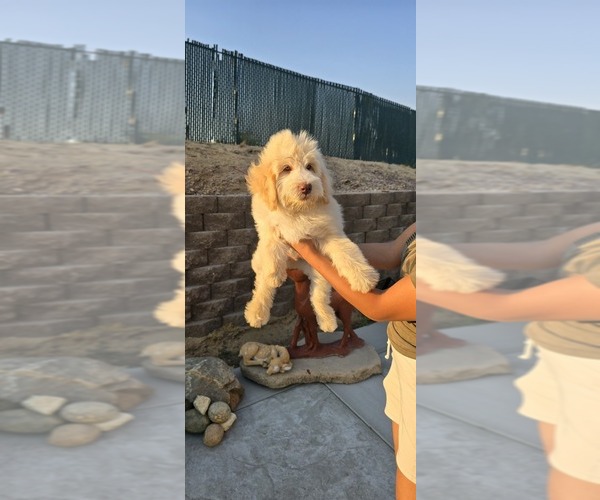 Medium Photo #7 Double Doodle Puppy For Sale in HESPERIA, CA, USA