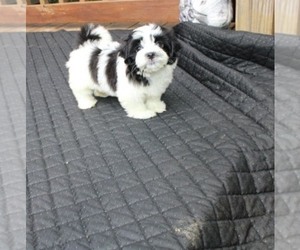 Havashu Puppy for sale in THAYER, KS, USA