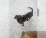Small Chihuahua