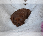 Small #3 Cavapoo