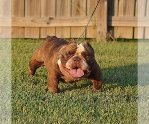 Father of the American Bully puppies born on 07/13/2021