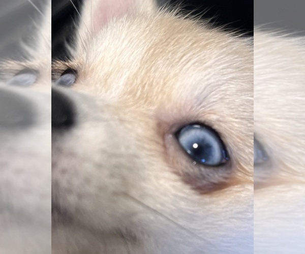 Medium Photo #35 Pomsky Puppy For Sale in GOLDEN VALLEY, AZ, USA