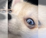 Small Photo #35 Pomsky Puppy For Sale in GOLDEN VALLEY, AZ, USA