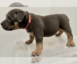 American Bully Puppy for Sale in RALEIGH, North Carolina USA