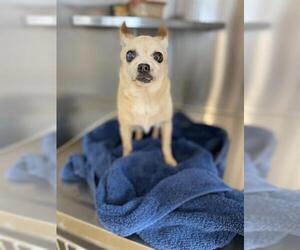 Chihuahua Dogs for adoption in Chula Vista, CA, USA