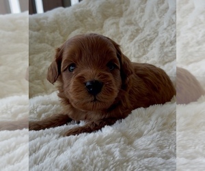 Medium Goldendoodle (Miniature)