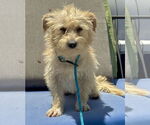 Small #1 Cairn Terrier Mix