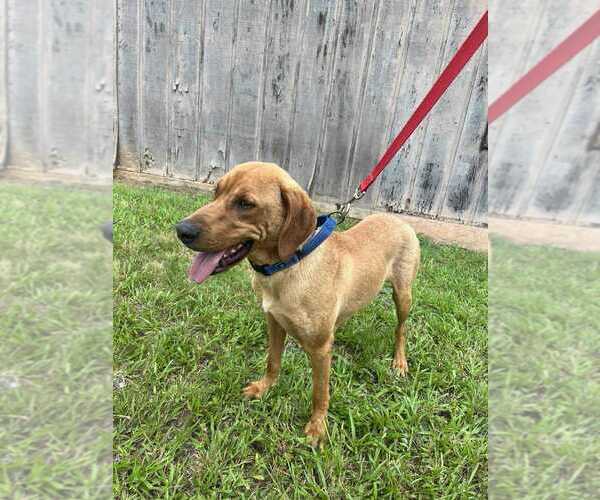 Medium Photo #3 Mutt Puppy For Sale in Candler, NC, USA