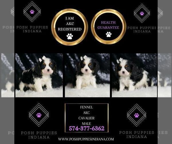 Medium Photo #2 Cavalier King Charles Spaniel Puppy For Sale in WARSAW, IN, USA