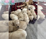 Image preview for Ad Listing. Nickname: Golden pups