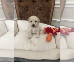 Small #1 Poodle (Toy)