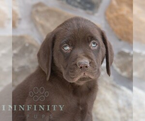 Labrador Retriever Puppy for sale in MIFFLINTOWN, PA, USA