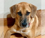 Slinky - Male Mutt Dog for Adoption - Small photo