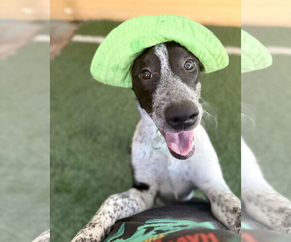 Medium Photo #12 American Staffordshire Terrier-Border Collie Mix Puppy For Sale in phoenix, AZ, USA