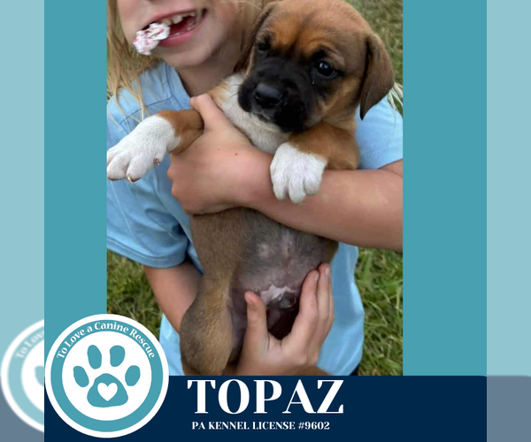 Medium Photo #1 Boxer-Unknown Mix Puppy For Sale in Kimberton, PA, USA