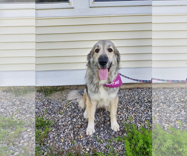 Medium Photo #4 Great Pyrenees-Unknown Mix Puppy For Sale in Croydon, NH, USA