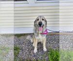 Small #3 Great Pyrenees Mix