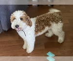 Small Photo #1 Golden Mountain Doodle  Puppy For Sale in LAKE ORION, MI, USA