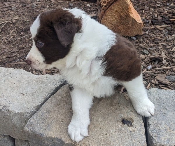 Medium Photo #4 Border Collie Puppy For Sale in HARRISON, ID, USA