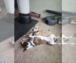 Small #6 American Staffordshire Terrier-Collie Mix