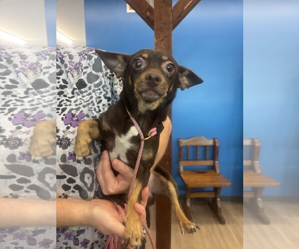 Medium Photo #2 Chihuahua-Unknown Mix Puppy For Sale in Washington, DC, USA