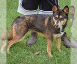 Small #1 German Shepherd Dog-Shiba Inu Mix