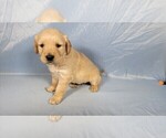 Small Photo #3 Golden Retriever Puppy For Sale in BLACK FOREST, CO, USA