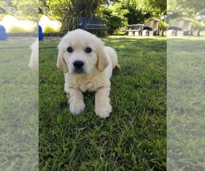 English Cream Golden Retriever Puppy for Sale in ELVERTA, California USA
