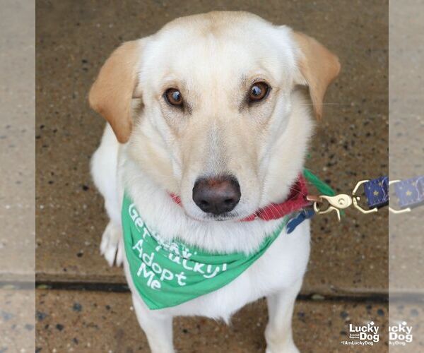 Medium Photo #9 Carolina Dog-Labrador Retriever Mix Puppy For Sale in Washington, DC, USA