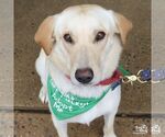 Small Photo #9 Carolina Dog-Labrador Retriever Mix Puppy For Sale in Washington, DC, USA