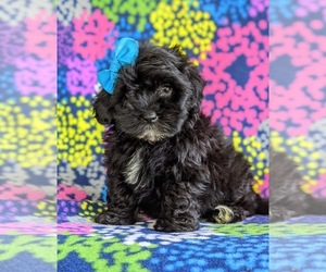 Havanese-Poodle (Toy) Mix Puppy for sale in CHRISTIANA, PA, USA
