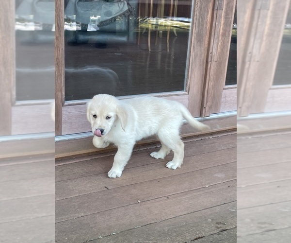 Medium Photo #11 English Cream Golden Retriever Puppy For Sale in MIDLAND, MI, USA