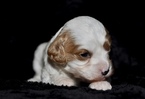 Small Photo #5 Cavapoo Puppy For Sale in PHOENIX, AZ, USA