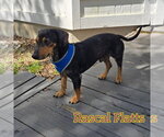 Small #9 Dachshund