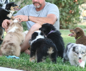 Miniature Australian Shepherd Litter for sale in SPRINGVILLE, CA, USA