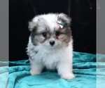Small #3 Maltipom