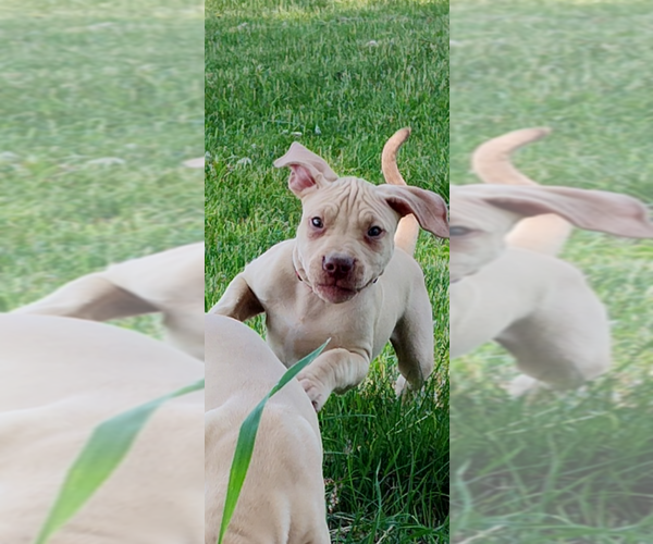 Medium Photo #1 American Pit Bull Terrier Puppy For Sale in HERSEY, MI, USA