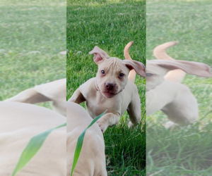 American Pit Bull Terrier Puppy for sale in HERSEY, MI, USA