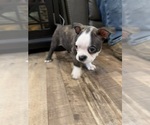 Small #2 Boston Terrier