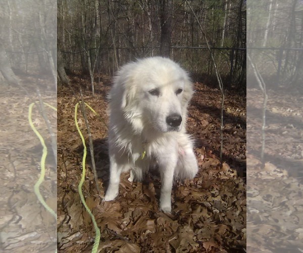 Medium Photo #2 Great Pyrenees Puppy For Sale in Royal Palm Beach, FL, USA